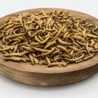 Meal worms in a bowl