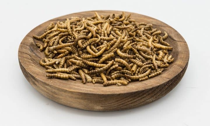 Meal worms in a bowl