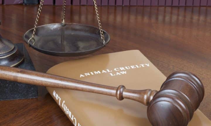 A judge's gavel sits on top of a book about animal cruelty law