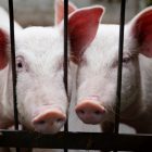 Two white pigs look through the bars of a gate