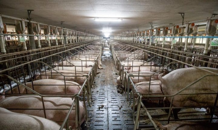 Pigs stand in cramped cells on a hog CAFO