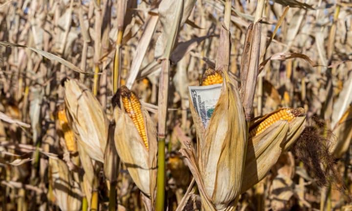 A five dollar bill sits inside a husk of corn in a ripe corn field