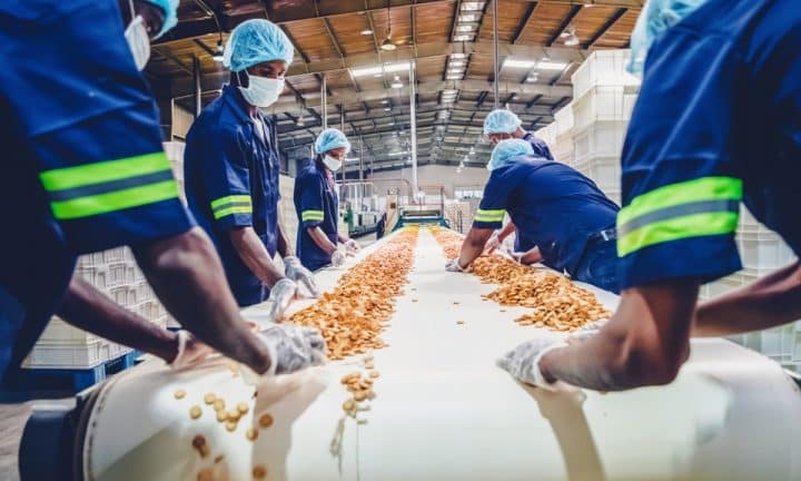 Food processing workers sorting food on a conveyor belt