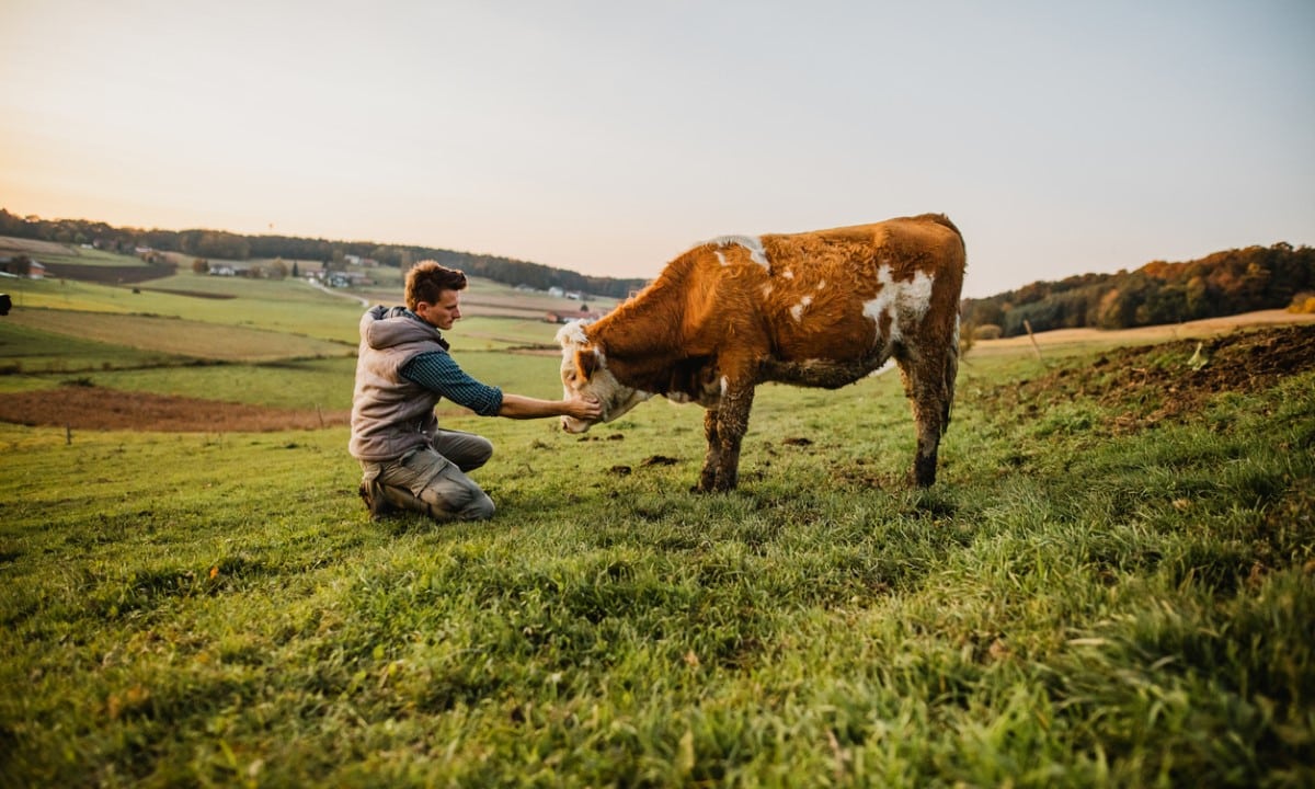 Animal pasture with 0 yield