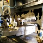 Dairy cow being milked by an automated milking machine